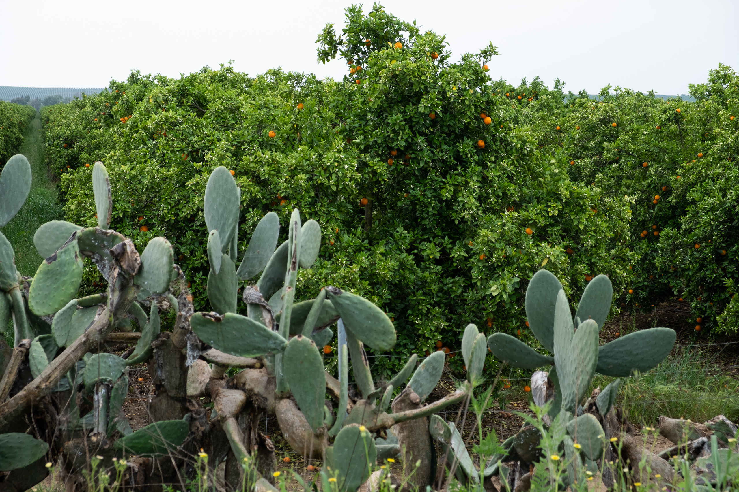 Orangenplantagen mit Feigenkakteen als Hecke